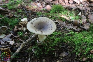 russula amoenolens (1000 x 667).jpg_product_product